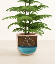 Load image into Gallery viewer, Sandy Pink stand:all