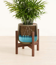 Load image into Gallery viewer, Olive stand:walnut