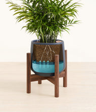Load image into Gallery viewer, Deep Navy stand:walnut