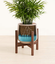 Load image into Gallery viewer, Eternal Gray stand:walnut
