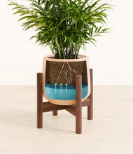 Load image into Gallery viewer, Gentle Pink stand:walnut