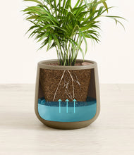 Load image into Gallery viewer, -