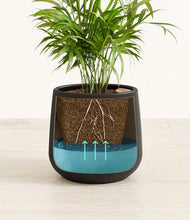 Load image into Gallery viewer, -