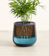 Load image into Gallery viewer, -