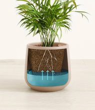 Load image into Gallery viewer, -