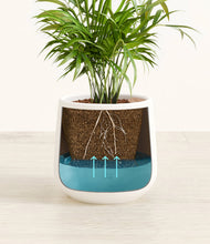 Load image into Gallery viewer, -