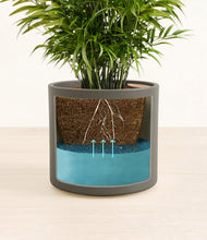 Load image into Gallery viewer, Dark Olive