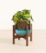 Load image into Gallery viewer, Olive stand:walnut