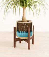 Load image into Gallery viewer, Almond Green stand:walnut