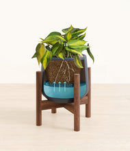 Load image into Gallery viewer, Deep Navy stand:walnut