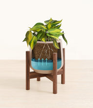 Load image into Gallery viewer, Eternal Gray stand:walnut