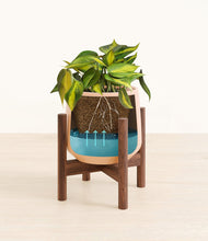 Load image into Gallery viewer, Gentle Pink stand:walnut