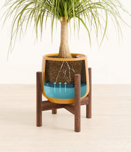 Load image into Gallery viewer, Mustard stand:walnut