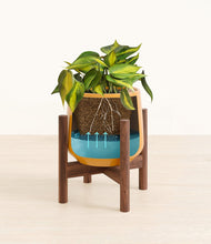 Load image into Gallery viewer, Mustard stand:walnut