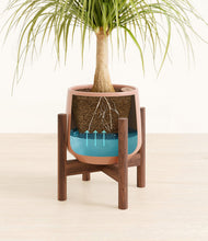 Load image into Gallery viewer, Calm Rose stand:walnut