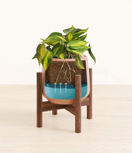 Load image into Gallery viewer, Calm Rose stand:walnut