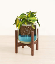 Load image into Gallery viewer, Turquoise stand:walnut