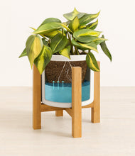 Load image into Gallery viewer, White stand:light