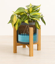 Load image into Gallery viewer, Dark Olive stand:light