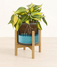 Load image into Gallery viewer, Dark Olive stand:bamboo