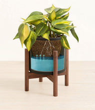 Load image into Gallery viewer, Black stand:walnut