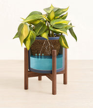 Load image into Gallery viewer, Deep Navy stand:walnut