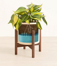 Load image into Gallery viewer, Cream stand:walnut