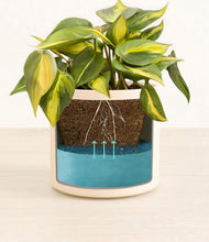 Load image into Gallery viewer, Cream