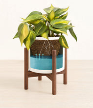 Load image into Gallery viewer, White stand:walnut