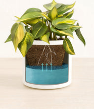 Load image into Gallery viewer, White