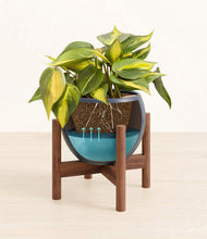 Load image into Gallery viewer, Deep Navy stand:walnut