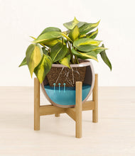 Load image into Gallery viewer, Desert Brown stand:bamboo