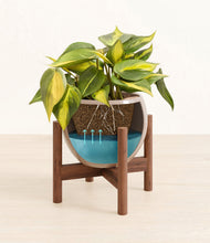 Load image into Gallery viewer, Desert Brown stand:walnut