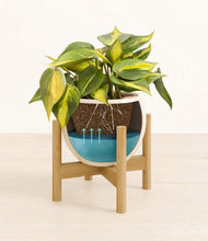 Load image into Gallery viewer, Shiny EggWhite stand:bamboo