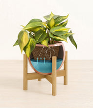 Load image into Gallery viewer, Calm Rose stand:bamboo