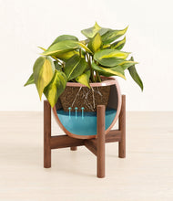 Load image into Gallery viewer, Calm Rose stand:walnut
