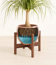 Load image into Gallery viewer, Calm Rose stand:walnut