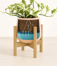 Load image into Gallery viewer, Gentle Pink stand:bamboo