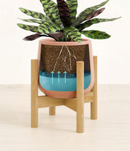 Load image into Gallery viewer, -