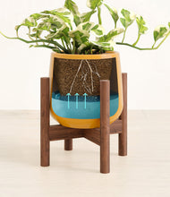 Load image into Gallery viewer, Mustard stand:walnut