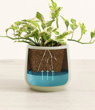 Load image into Gallery viewer, Turquoise