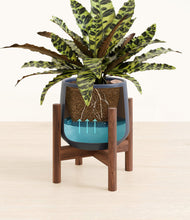 Load image into Gallery viewer, Deep Navy stand:walnut