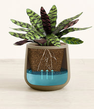 Load image into Gallery viewer, -