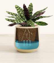 Load image into Gallery viewer, -