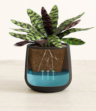 Load image into Gallery viewer, -