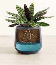 Load image into Gallery viewer, -