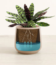 Load image into Gallery viewer, -