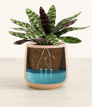 Load image into Gallery viewer, -