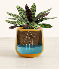 Load image into Gallery viewer, -