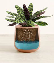 Load image into Gallery viewer, -